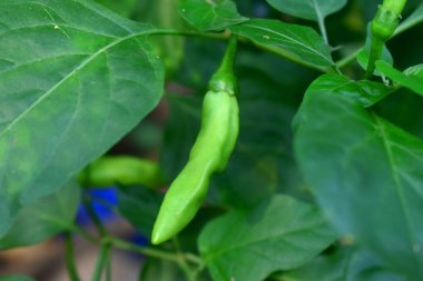 Yeşil yapraklı taze yeşil biber, bahçede organik bitki.