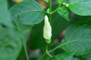 Yeşil yapraklı taze yeşil biber, bahçede organik bitki.