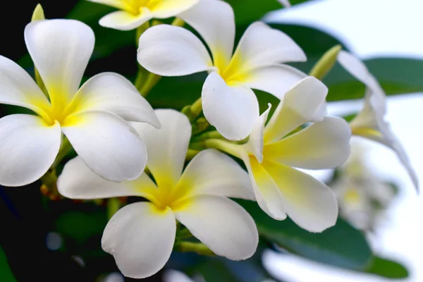 Flor Blanca Amarilla Plumeria Frangipani Con Licencia Verde Borrosa Fondo — Foto de Stock