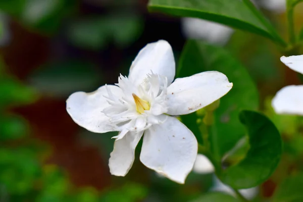 开着花的白色花 绿叶模糊的橙色茉莉花的背景 — 图库照片