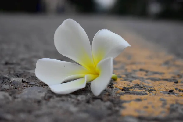 背景がぼやけている道路上のプルメリアやフランジパニの白と黄色の花 — ストック写真