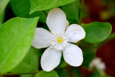 Yeşil yapraklı tek bir beyaz çiçek, Orange Jasmine 'in bulanık arkaplanını bulanıklaştırır.)