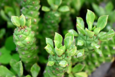 Kaktüs ailesinin yeşil yapraklarına odaklan.