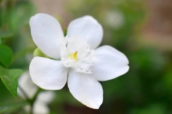 一朵白色的花 绿叶模糊了橙红色茉莉花的背景 — 图库照片