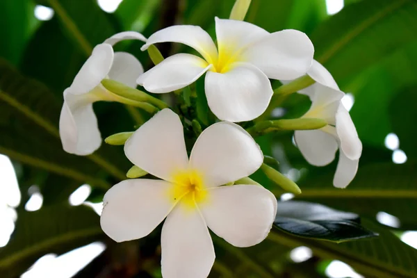 緑色の葉を持つプルメリアまたはフランジパニの白と黄色の花背景 — ストック写真