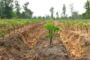 Kuzey Tayland 'ın kırsal kesimindeki tarım arazilerindeki kasava fabrikalarını kapatın.