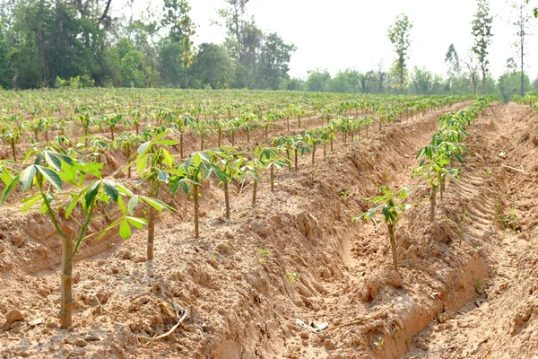 Κοντινό Πλάνο Της Cassava Σειρές Φυτών Γεωργικές Εκτάσεις Στην Ύπαιθρο — Φωτογραφία Αρχείου