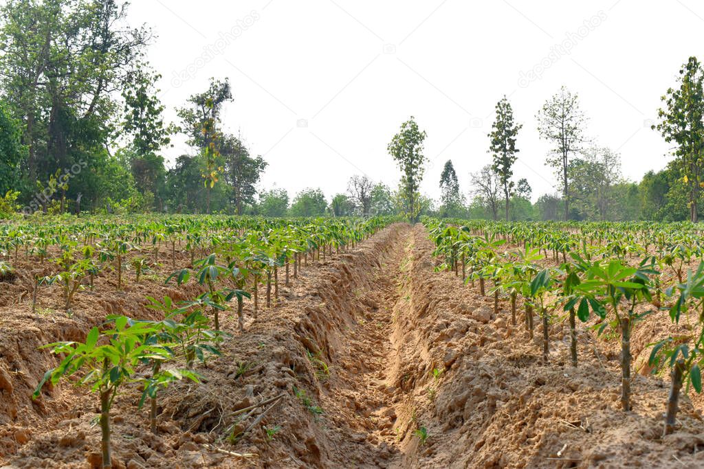 Close up of cassava plant rows in farmland at countryside of Northeast Thailand