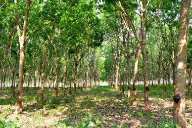 Tayland 'ın kuzeydoğusundaki lastik tarlasında lastik ağaçlar.