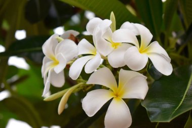 Plumeria 'nın beyaz ve sarı çiçeği veya yeşil yapraklı Frangipani