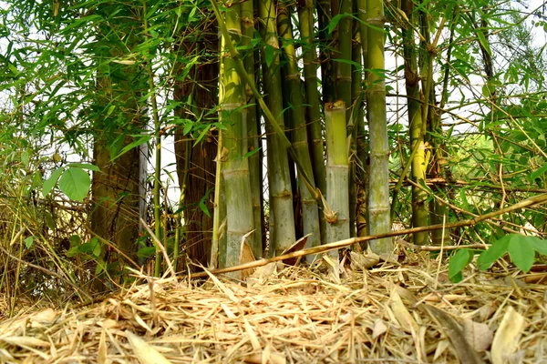 Bambuklump Med Torra Bambublad Marken Skogen — Stockfoto