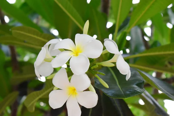 Flor Branca Amarela Plumeria Frangipani Com Folhas Verdes — Fotografia de Stock