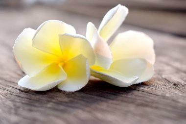 Beyaz ve sarı çiçekleri arka planda bulanık olan eski ahşap üzerine kapatın. (Plumeria, Frangipani)