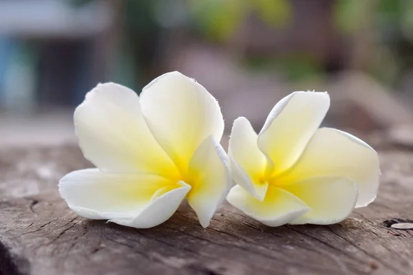 Flor Blanca Amarilla Sobre Madera Vieja Con Fondo Borroso Plumeria —  Fotos de Stock