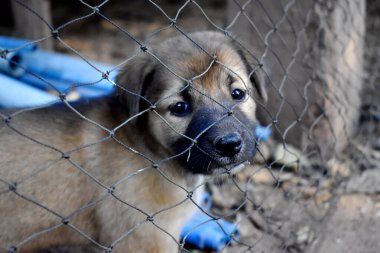 Kahverengi köpek ağla oynuyor