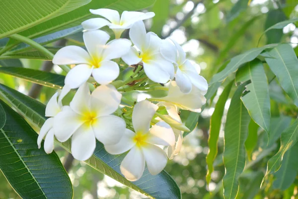 Žluté Bílé Květy Stromě Zelenými Listy Rozmazané Pozadí Frangipani — Stock fotografie