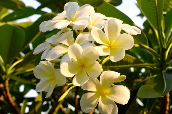 夜は太陽の光が差し込む木の上に黄色の白い花を咲かせ フランジパニ — ストック写真
