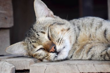 Gri kediyi kapat, yaşlı ahşabın üzerinde uyu.