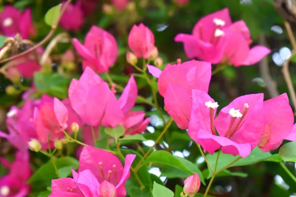 Růžové Bougainvillea Květiny Zelenými Listy Pozadí — Stock fotografie