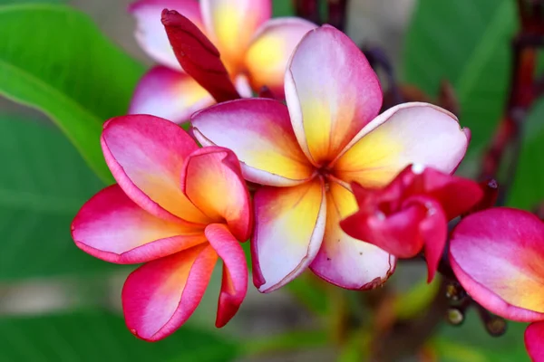 Rosa Frangipani Blumen Mit Unscharfem Hintergrund — Stockfoto