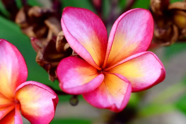 Růžové Frangipani Květiny Rozmazaném Pozadí — Stock fotografie