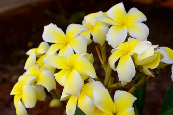 Krásné Žluté Frangipani Květiny Tmavým Pozadím — Stock fotografie