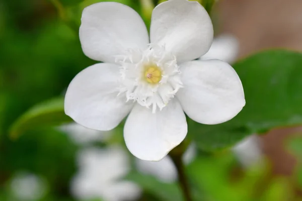 Vacker Vit Blomma Med Suddig Bakgrund — Stockfoto