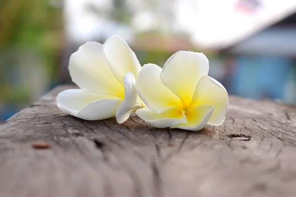 Vackra Vita Frangipani Blommor Gammalt Trä Med Suddig Bakgrund — Stockfoto