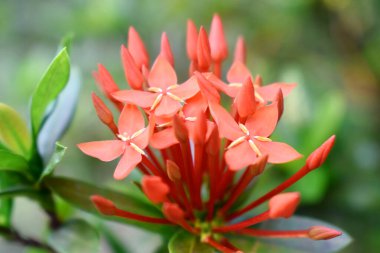 Yeşil yapraklı kırmızı çiçekler ve bulanık arkaplan. (Batı Hindistan Yasemin)