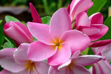 Pink frangipani flowers with green leaves background clipart