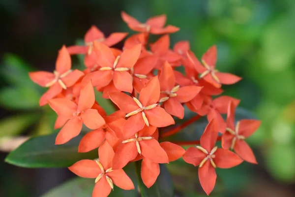 Red Flowers Green Leaves Blurred Background West Indian Jasmine — Stock Photo, Image