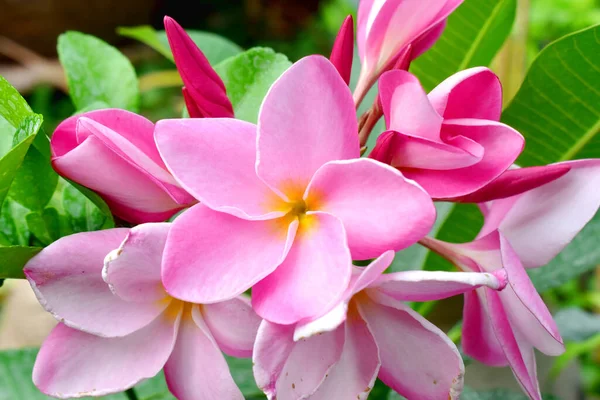 Beautiful Pink Flowers Green Background Frangipani Bloom — Stock Photo, Image