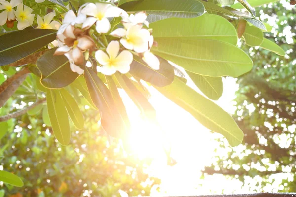 Solljus Lyser Genom Gröna Bladen Och Vita Blommorna Kvällen — Stockfoto