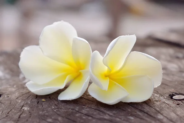 将白色的黄色花朵紧贴在背景模糊的黑色旧木头上 Plumeria Frangipani — 图库照片