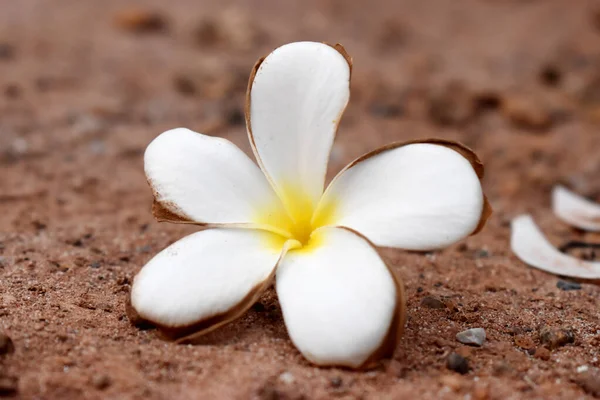 Detailní Záběr Bílých Žlutých Květů Plumeria Zemi Frangipani — Stock fotografie