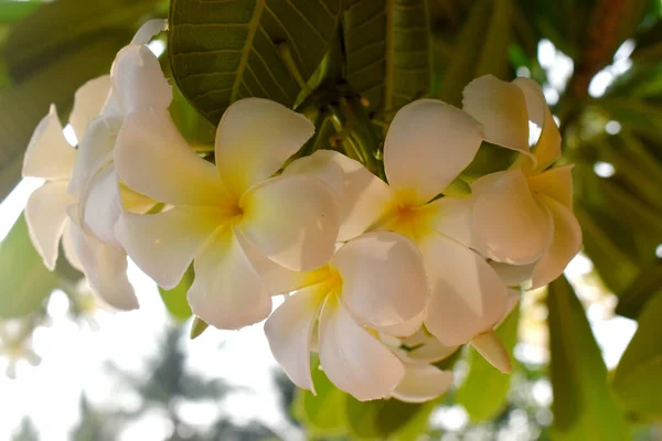 黄色的白花挂在树上 背景模糊 弗兰吉帕尼 — 图库照片