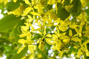 Ağaçta yeşil yapraklı sarı çiçekler, altın duş ağacı 