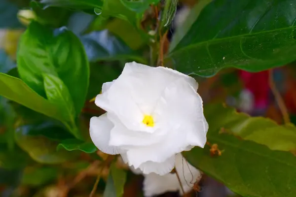 Beautiful White Flower Green Leaves Nature Background — Stock Photo, Image