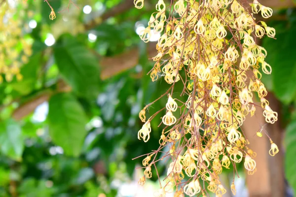 Thai Chestnut flowers hanging from the Chestnut  tree, with green leave blurred background