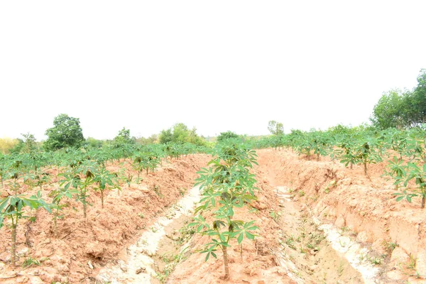 Κλείσιμο Των Σειρών Φυτών Cassava Γεωργικές Εκτάσεις Στην Ύπαιθρο — Φωτογραφία Αρχείου