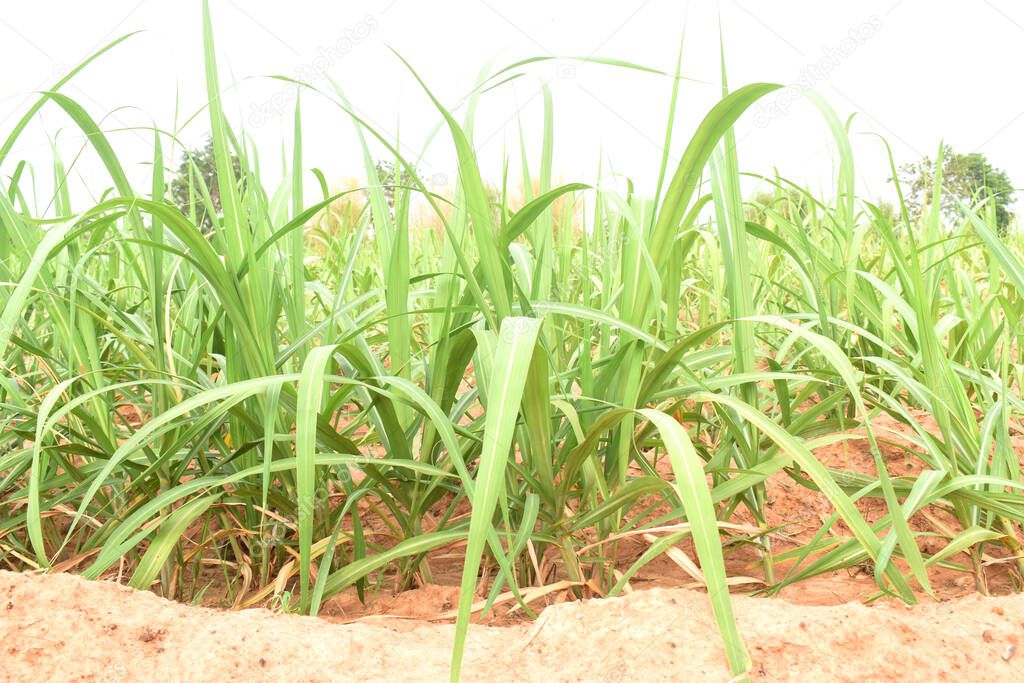 Sugarcane plant in field in northeast Thailand