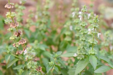Tatlı Basil bitkisinin seçici odak noktası bulanık arkaplan