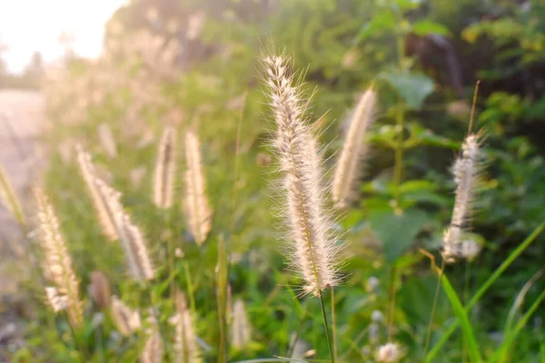 Selektive Fokussierung Von Gräsern Blumen Auf Dem Feld Mit Sonneneinstrahlung — Stockfoto