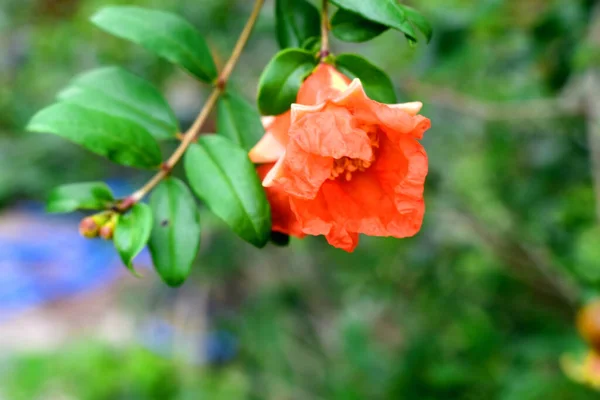 Свіжі Червоні Квіти Граната Зеленою Природою Розмитий Фон — стокове фото