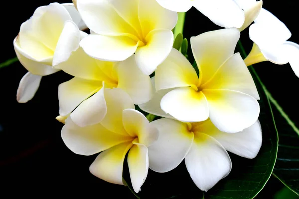 黑色背景的白色黄色花朵的特写 Plumeria Frangipani — 图库照片