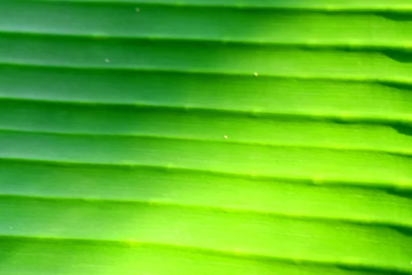 Textura Abstrata Cor Verde Folha Banana Natureza Fundo — Fotografia de Stock