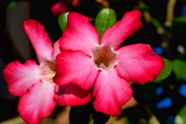 Azalea çiçeği, bulanık arkaplanı olan güzel koyu pembe çiçek.