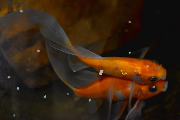 Pareja Peces Dorados Sobre Fondo Oscuro Estanque — Foto de Stock