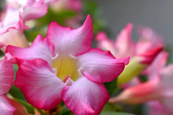 ツツジの花 背景がぼやけて美しい白とピンクの花 — ストック写真