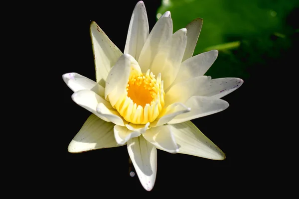 White Lotus Flower Dark Background — Stock Photo, Image